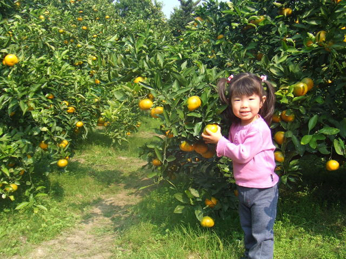 田中農園　内海フルーツ村