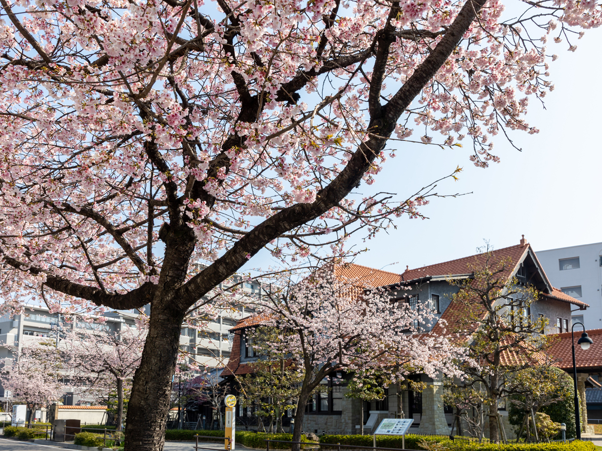 オオカンザクラの並木道