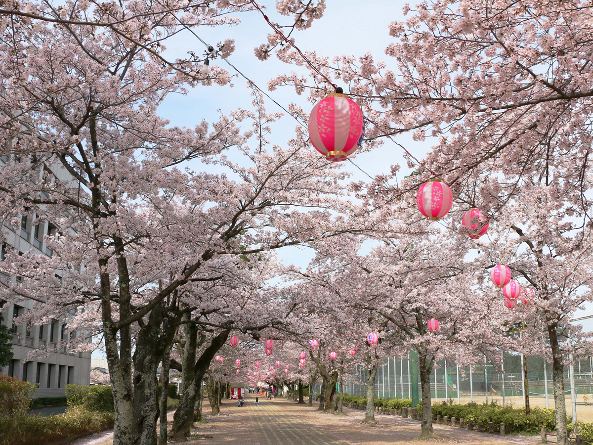 とよかわ桜まつり