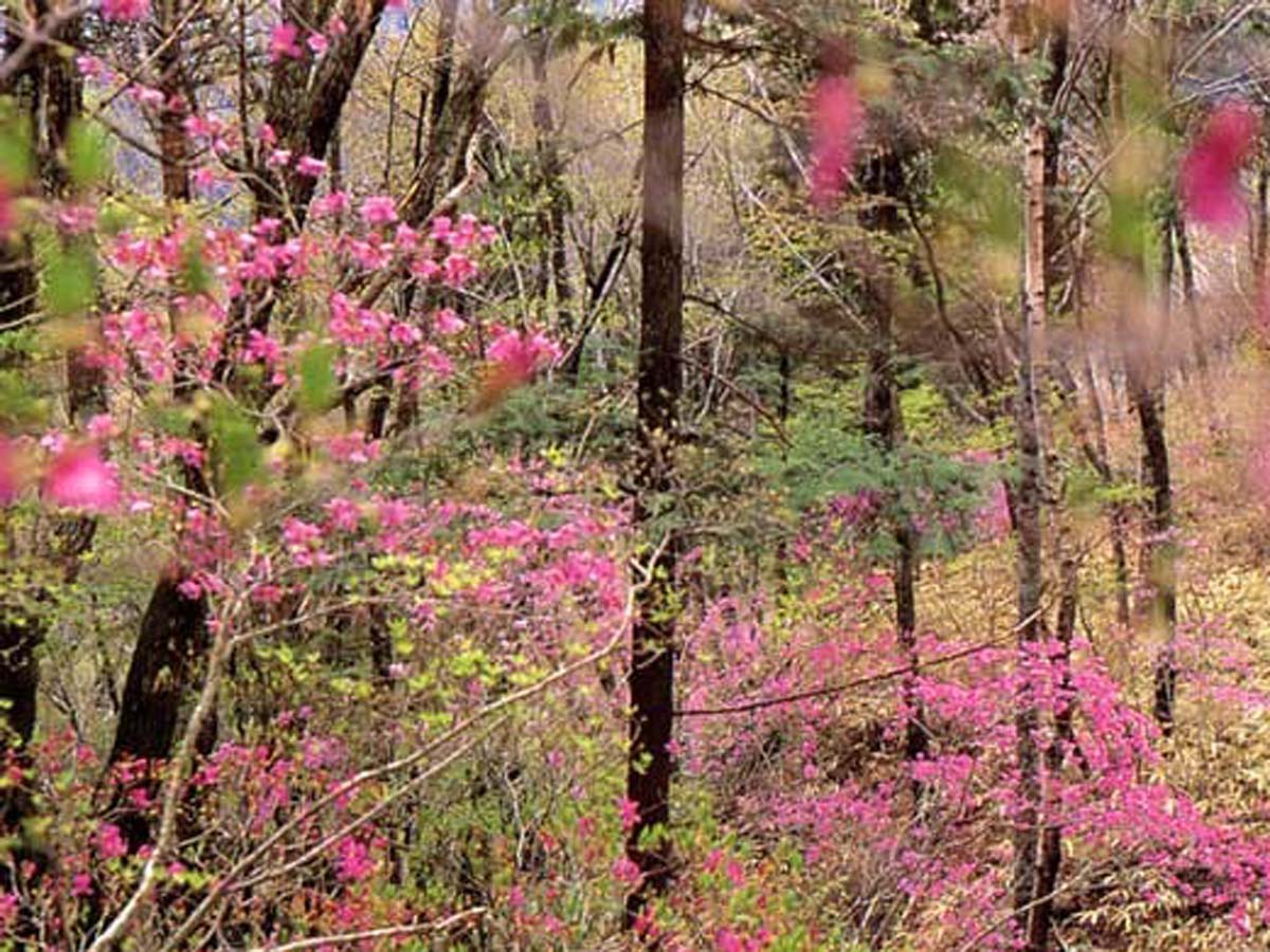 面ノ木園地(天狗棚)