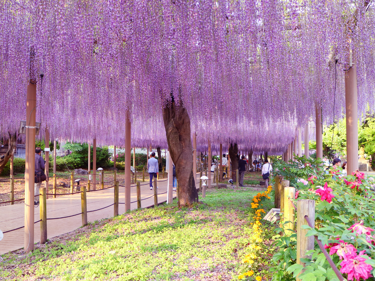 เทศกาลดอกวิสทีเรีย ณ. เมืองโคนัน