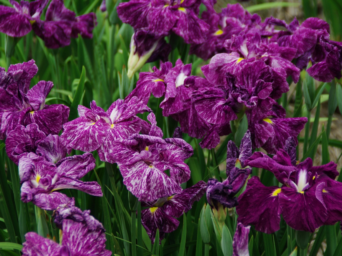 庄内緑地ハナショウブまつり