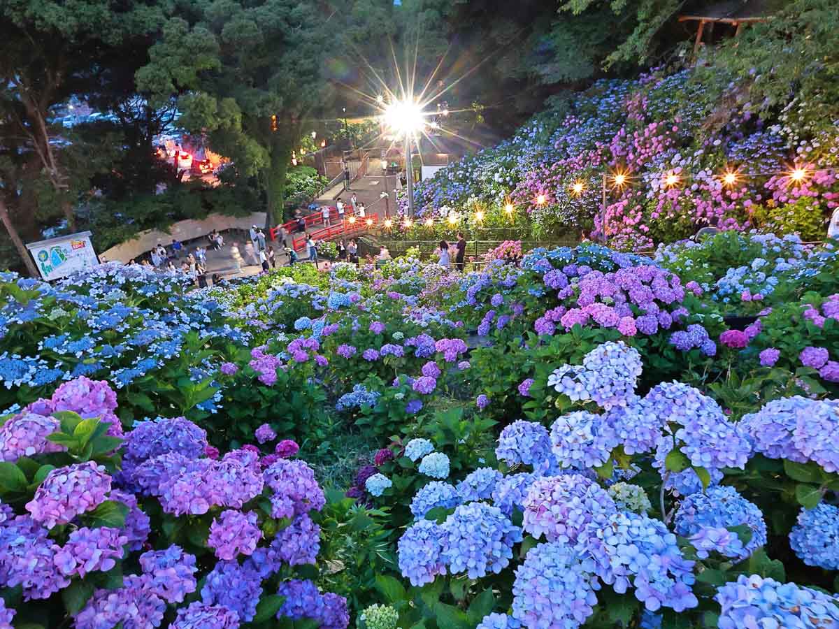 形原溫泉紫陽花節