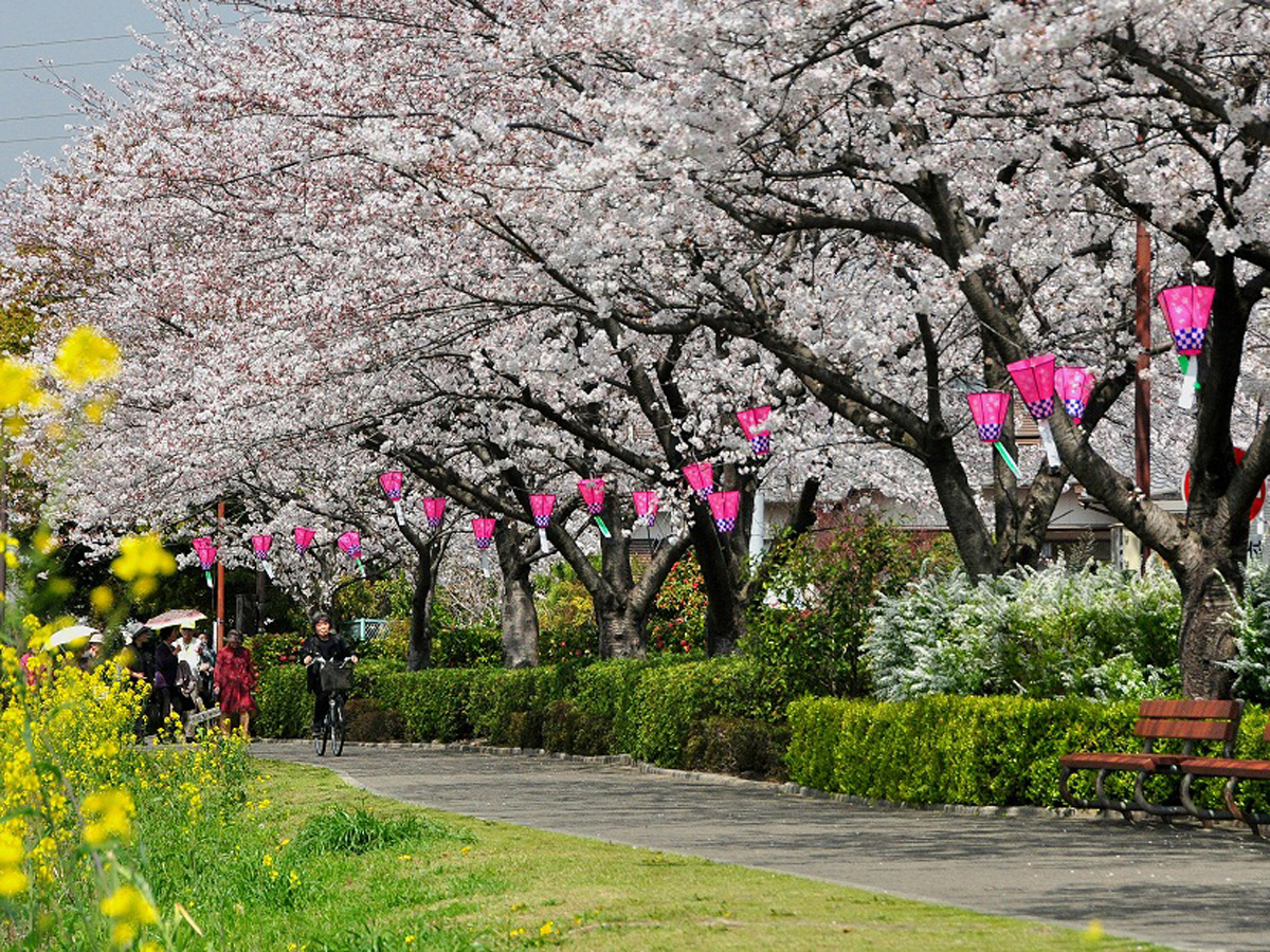 石ケ瀬川堤防　桜まつり