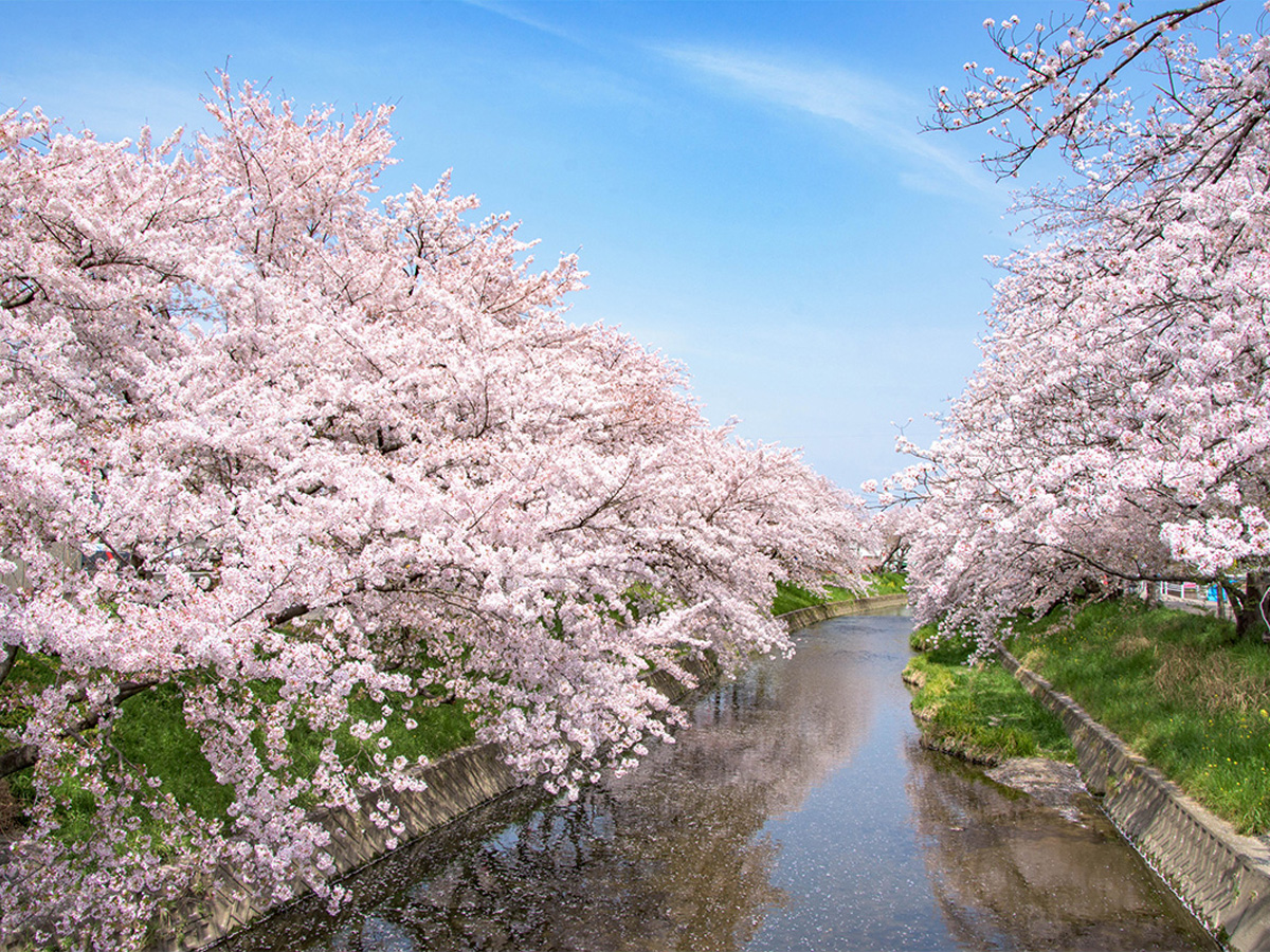 岩倉桜まつり