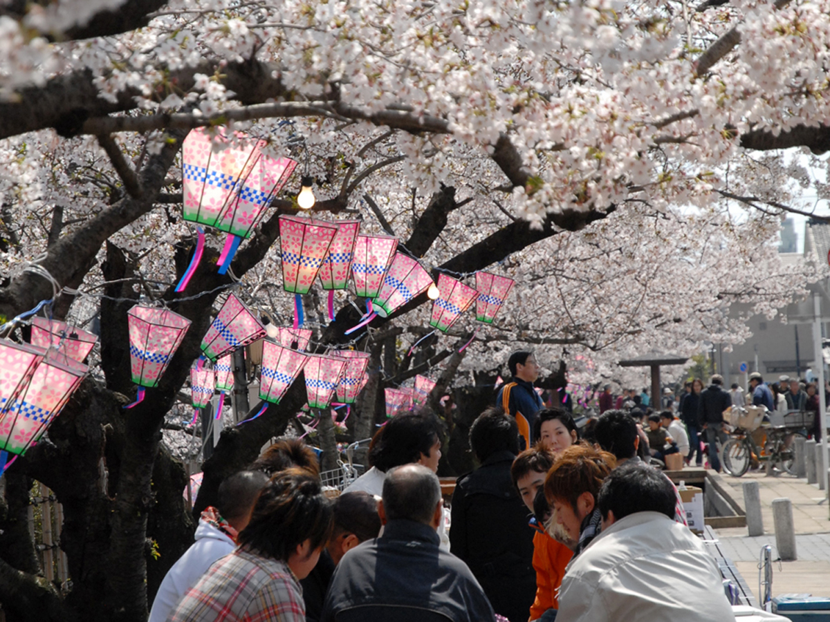 2018西尾六万石樱花节