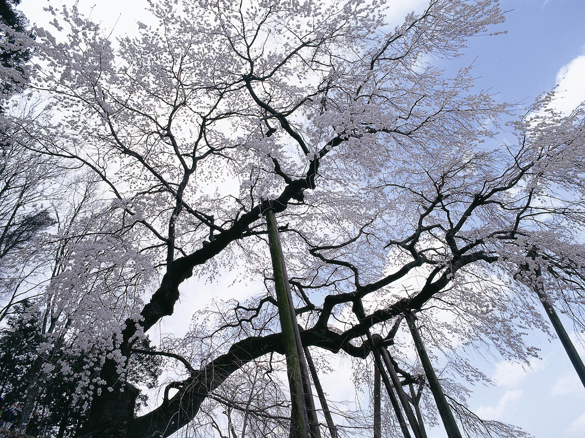 奥山田のしだれ桜