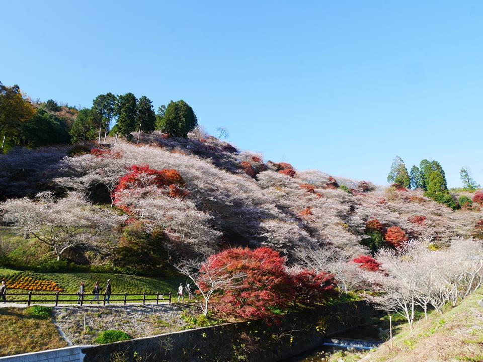 小原四季桜まつり