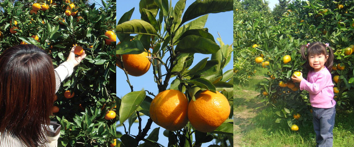 愛知縣摘桔子專題
