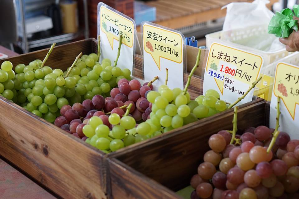 Higashiura Vineyards Grape Picking (Higashiura Budo)