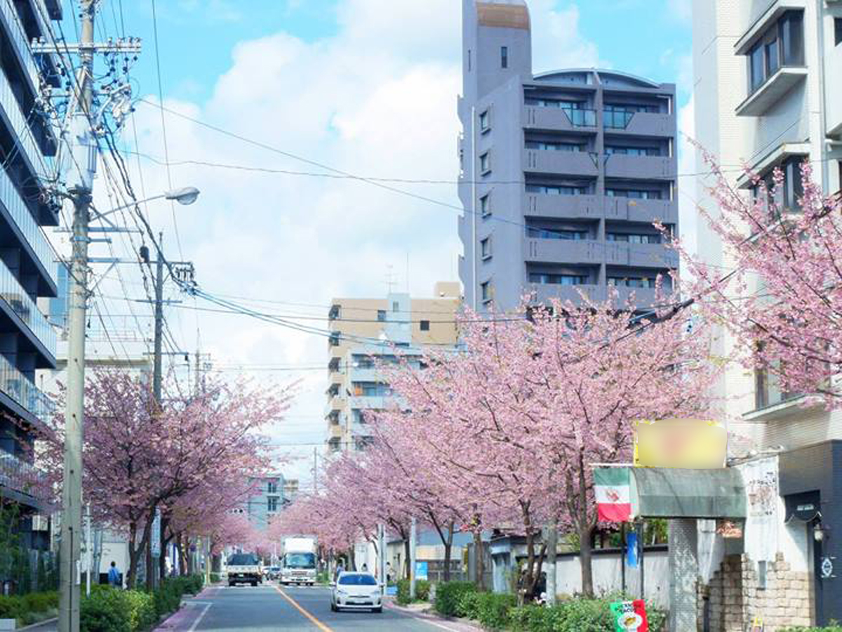 大寒樱的樱花道