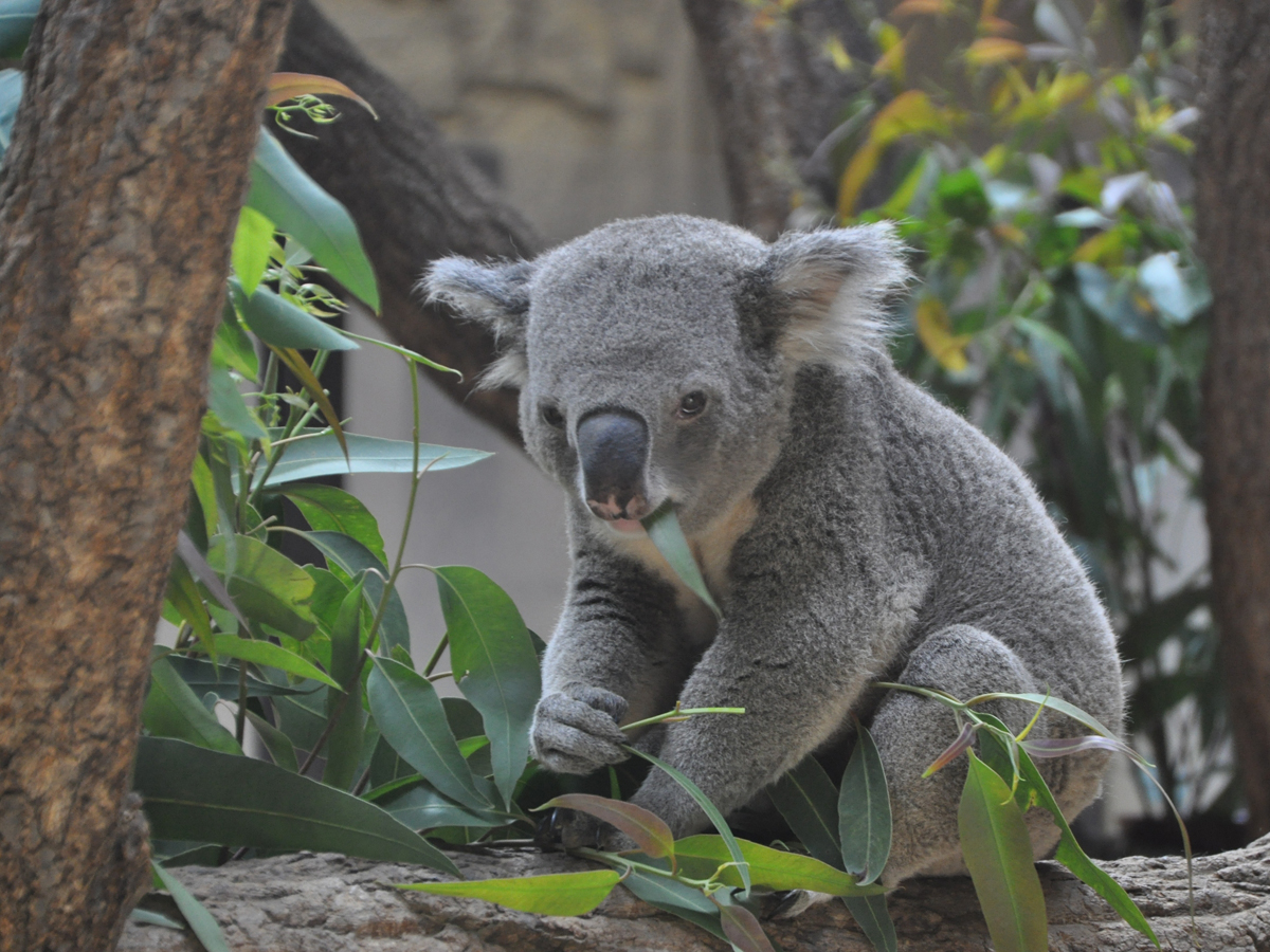 Higashiyama Zoo, Botanical Gardens