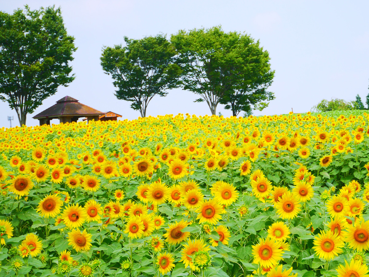 Aichi Farm