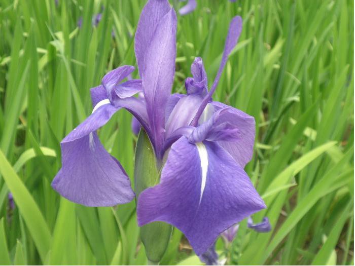 史跡八橋かきつばたまつり