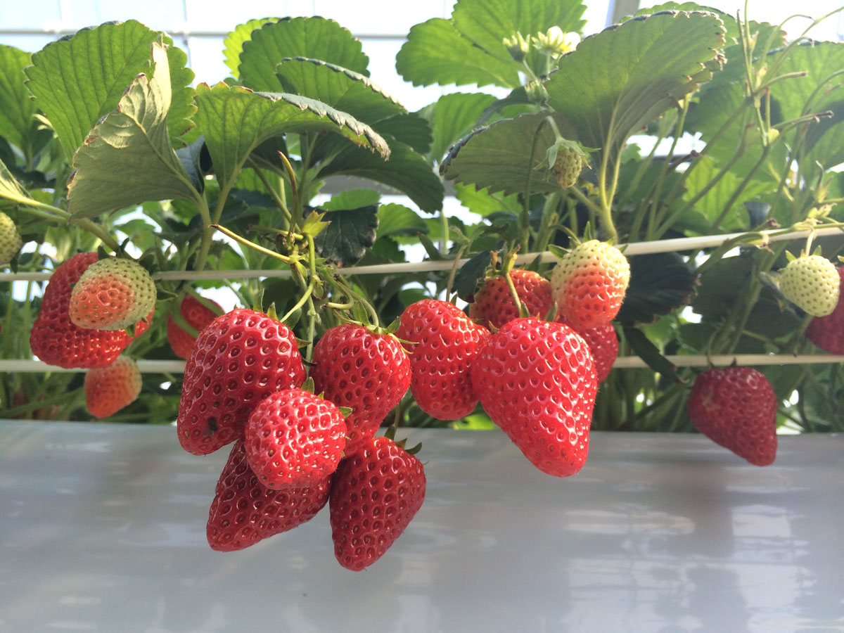 ニュー渥美観光