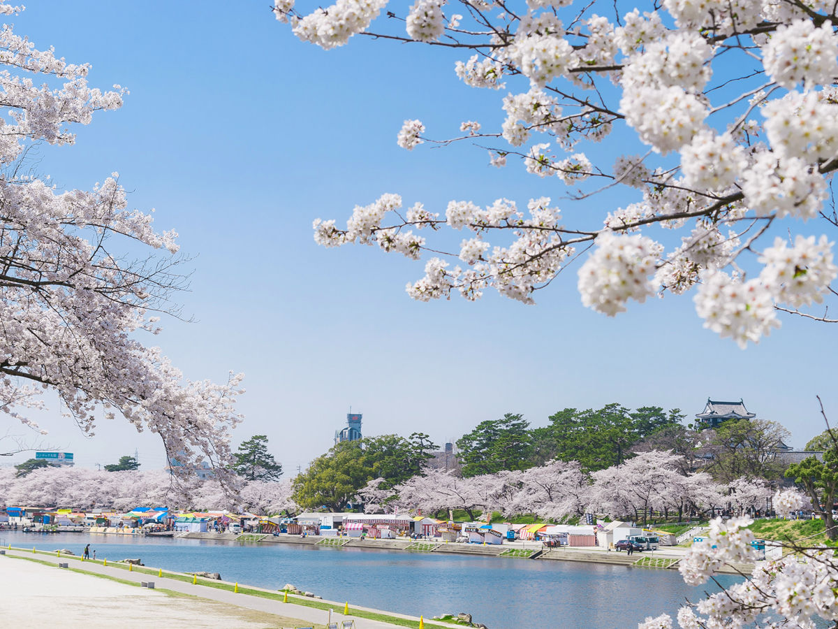 岡崎の桜まつり