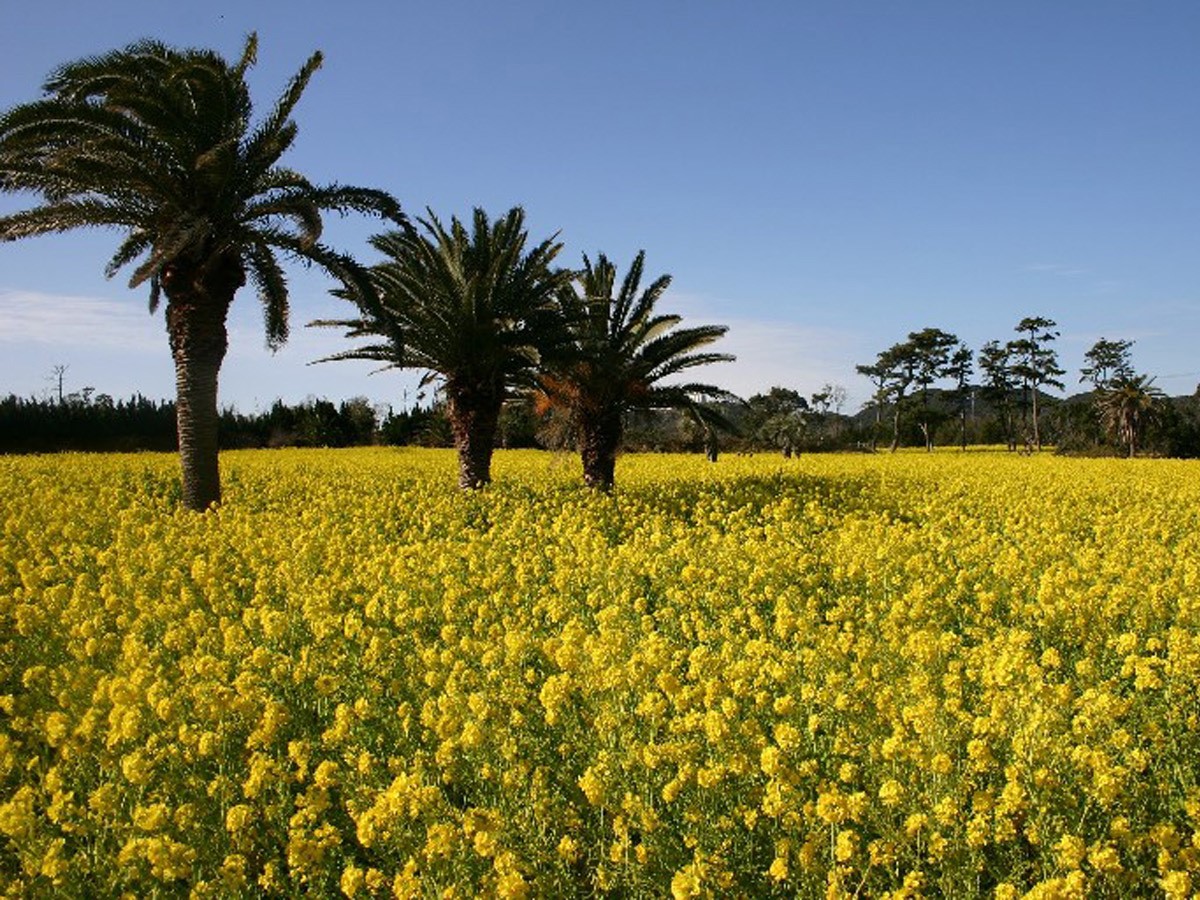 渥美半岛油菜花节