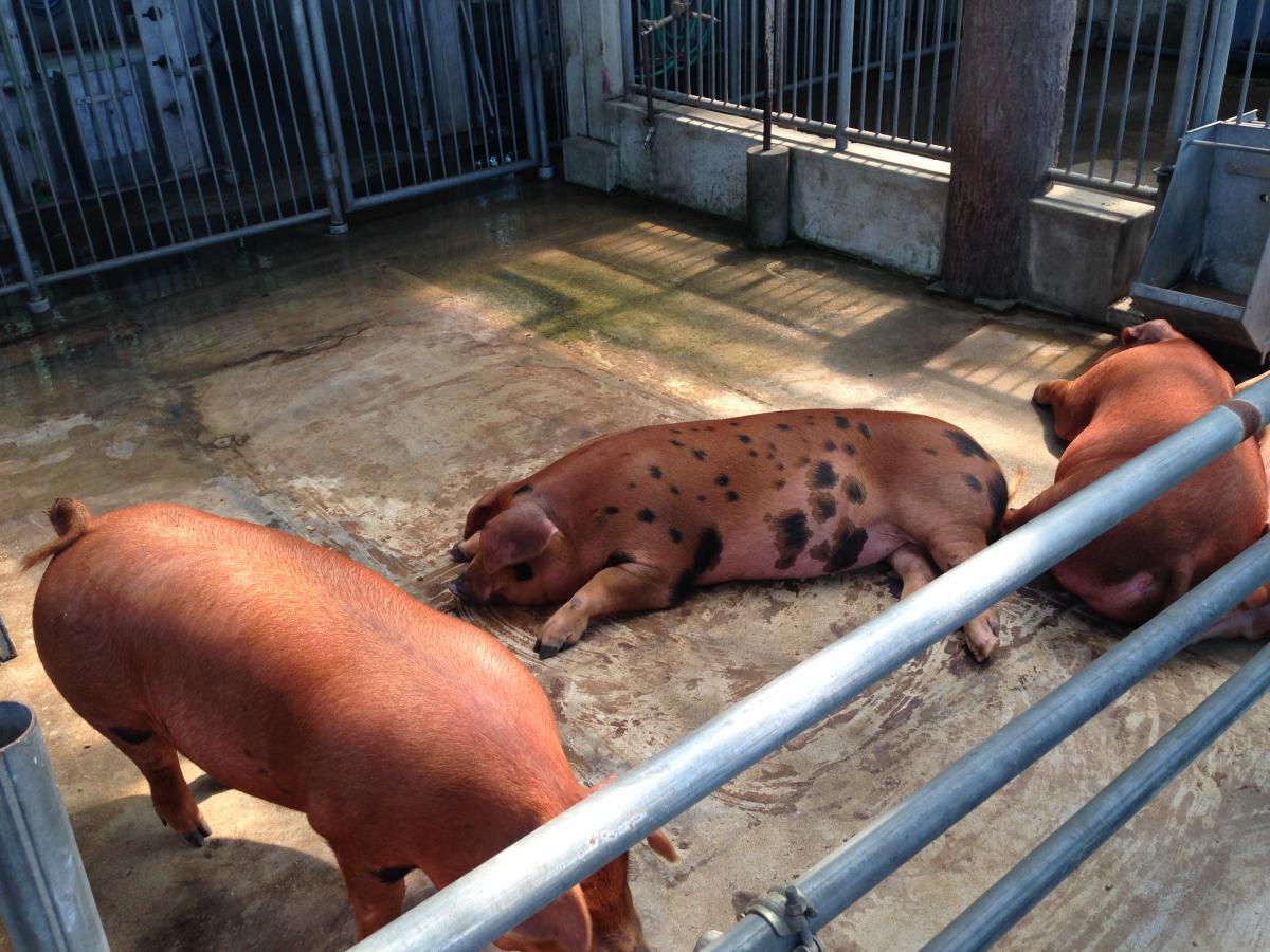 名古屋市農業センター delaふぁーむ