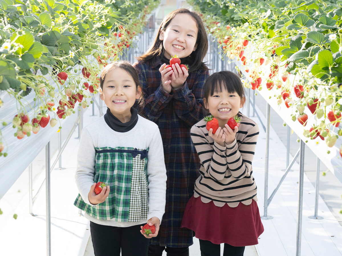 山笑う里　いちご狩り