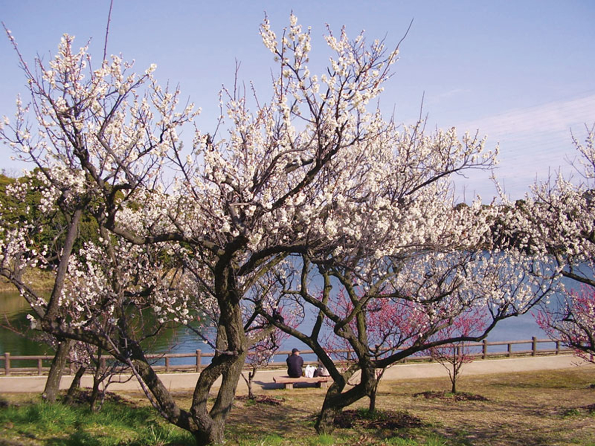 佐布里池梅花節