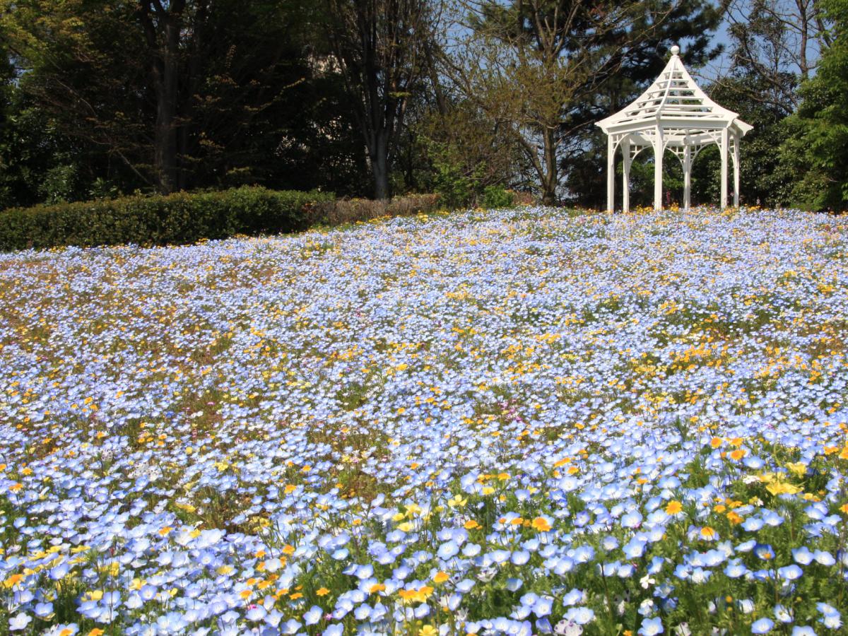 名古屋港野花花園Blue Bonnet