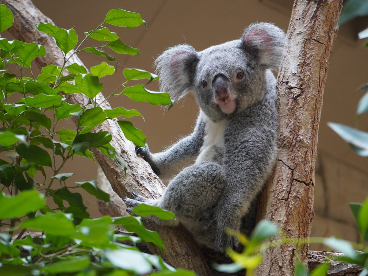 第75回 東山動植物園春まつり