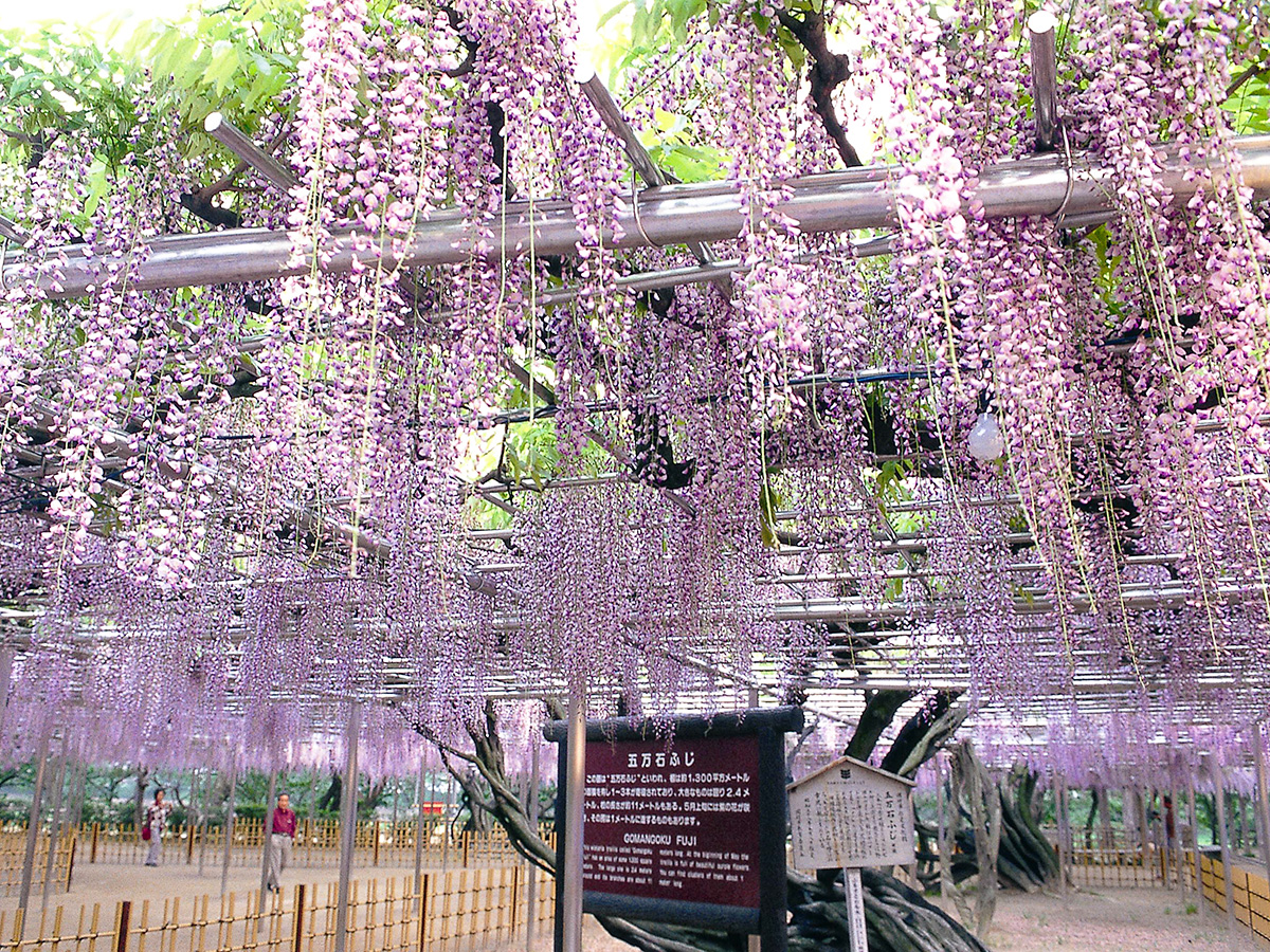 五万石藤まつり
