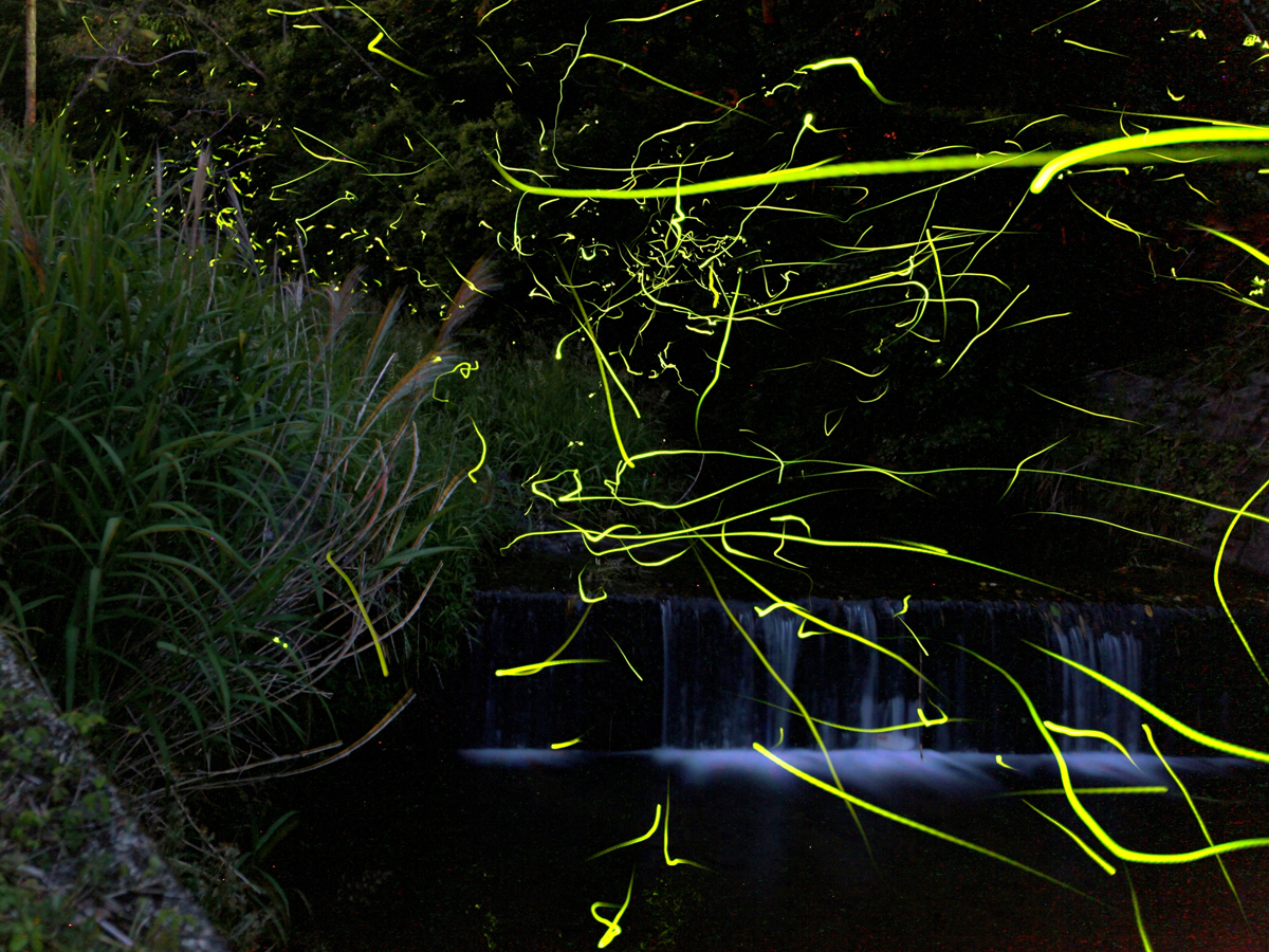 Tokkawa River Hotaru-no-Sato (Firefly Village)