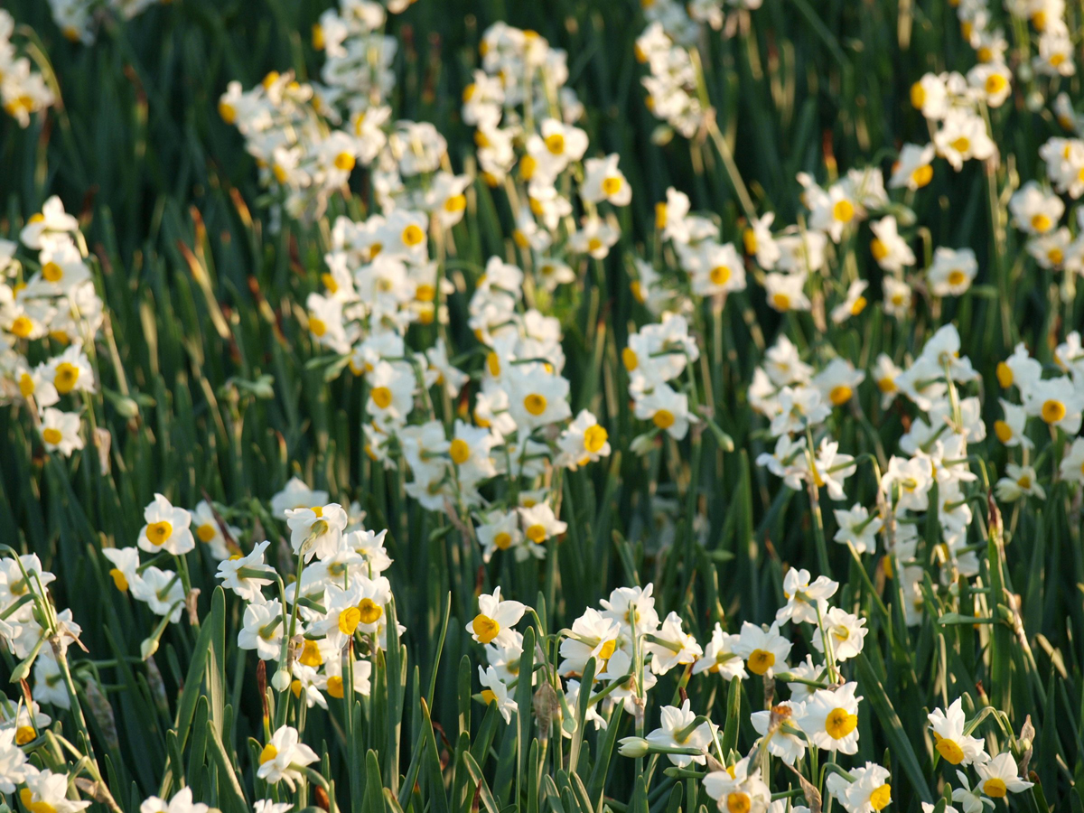 佐久島「スイセン」