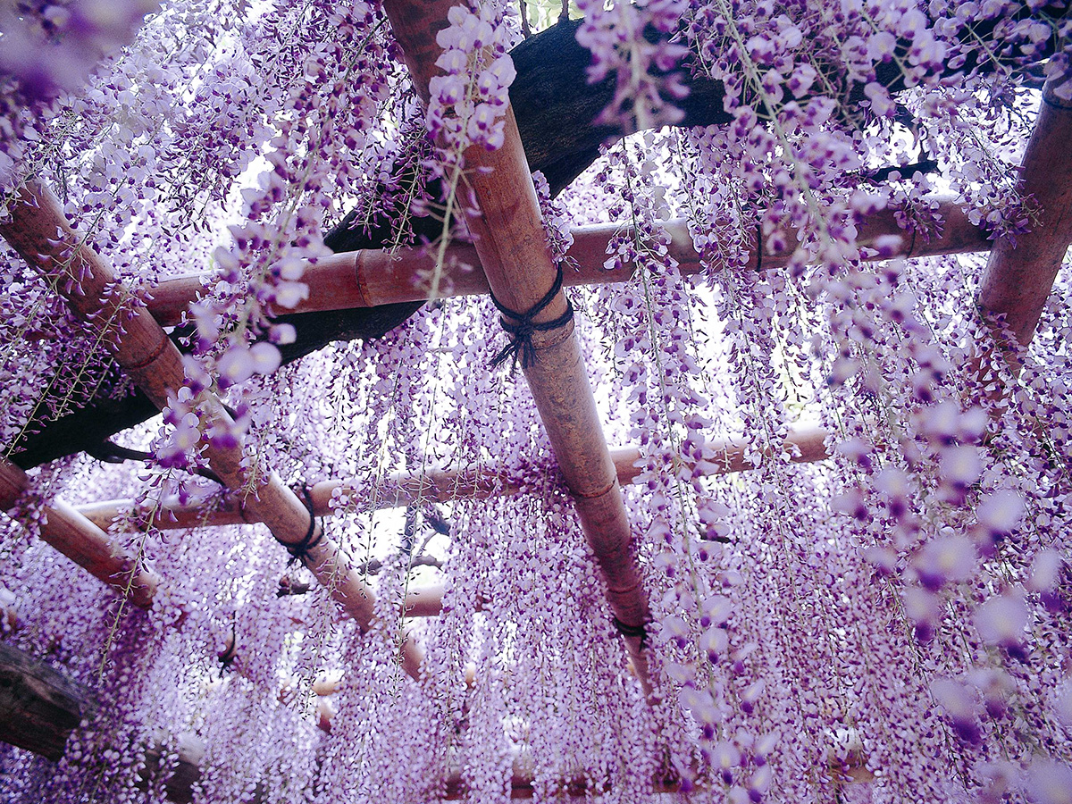 五万石藤まつり