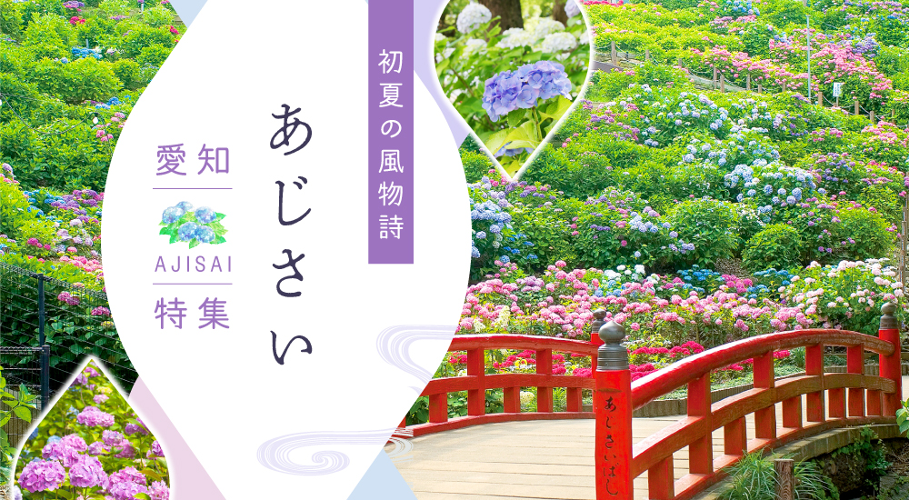 愛知のあじさい特集