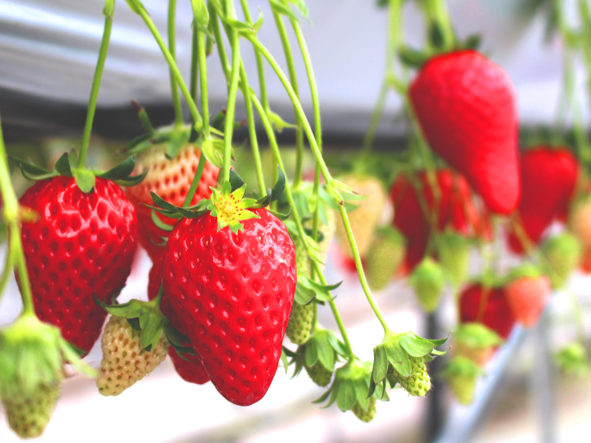 観光農園花ひろば