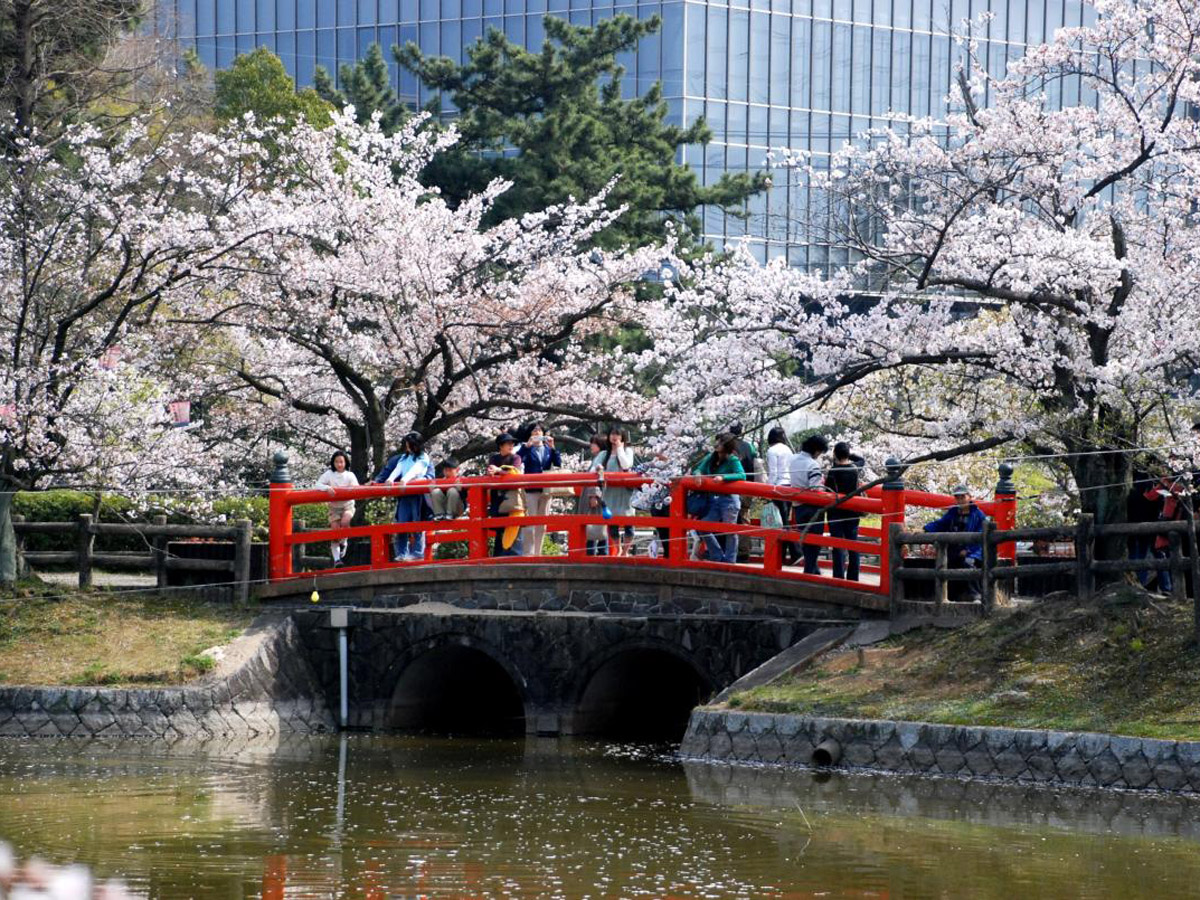 刈谷的櫻花節（龜城公園）