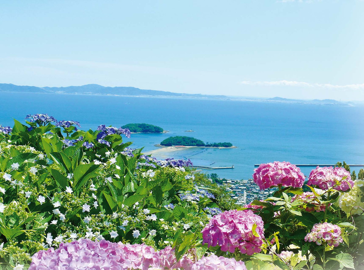 三根山紫陽花節