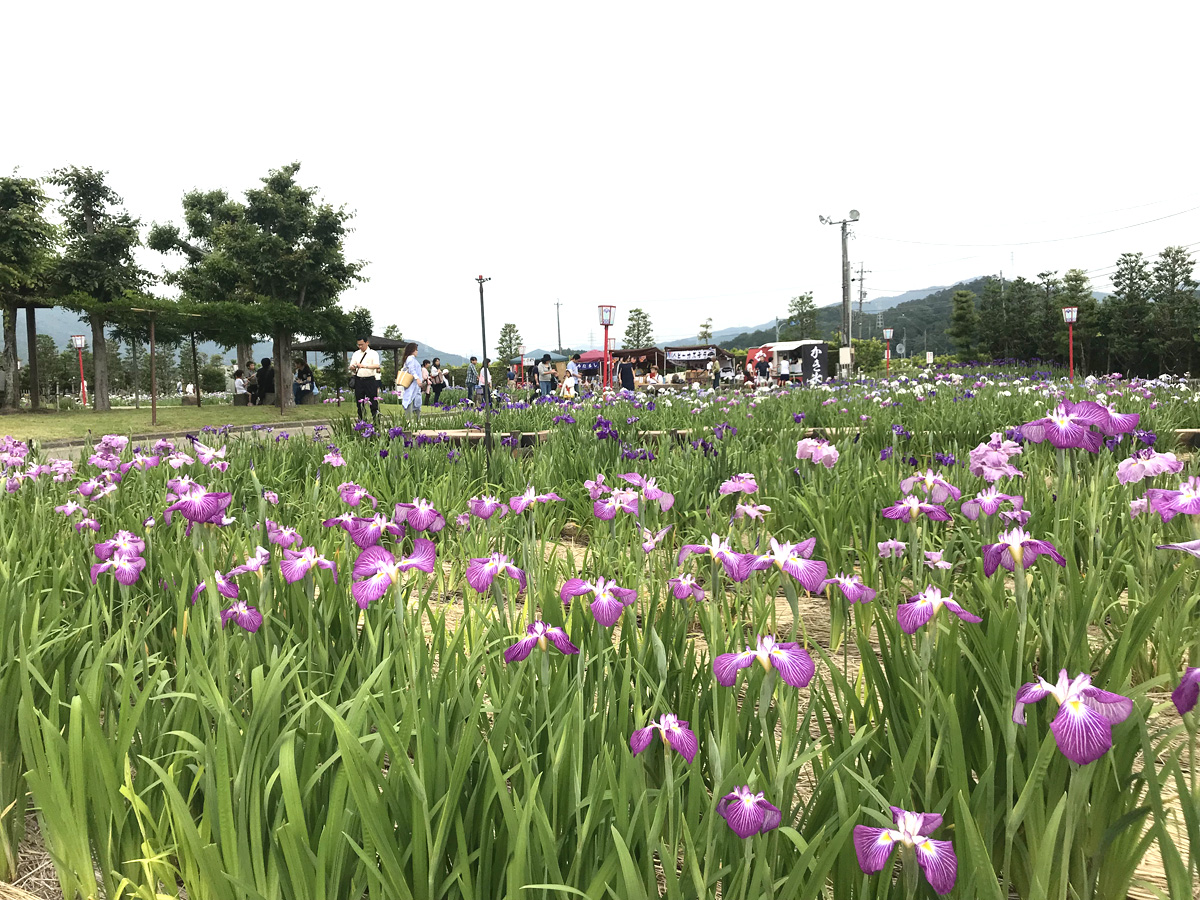 賀茂しょうぶ園　花しょうぶまつり