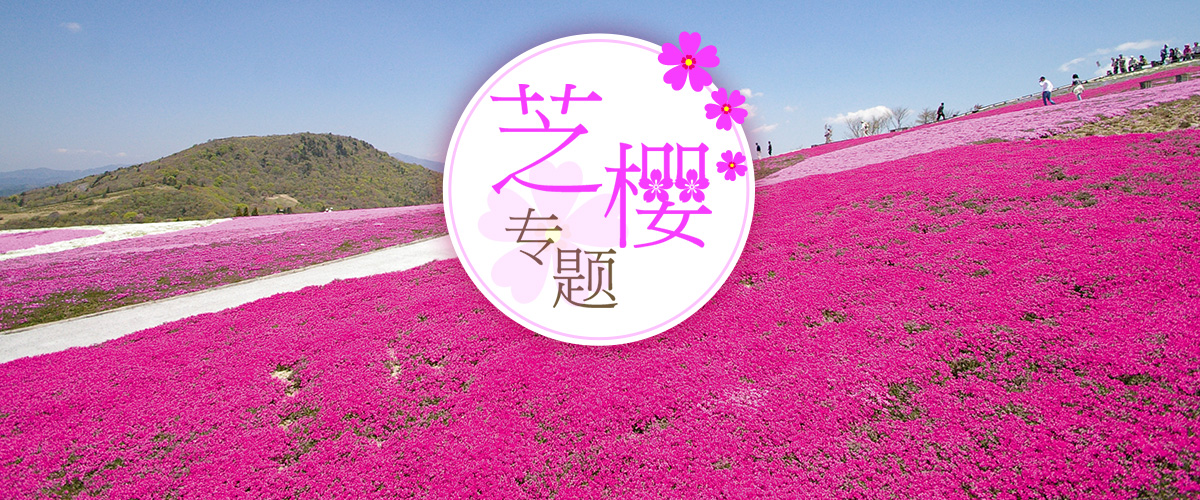 爱知的芝樱专题