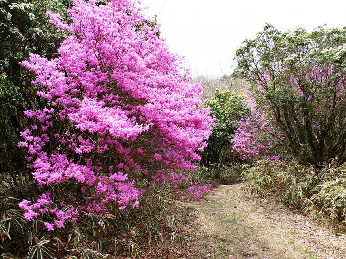 面ノ木園地(天狗棚)