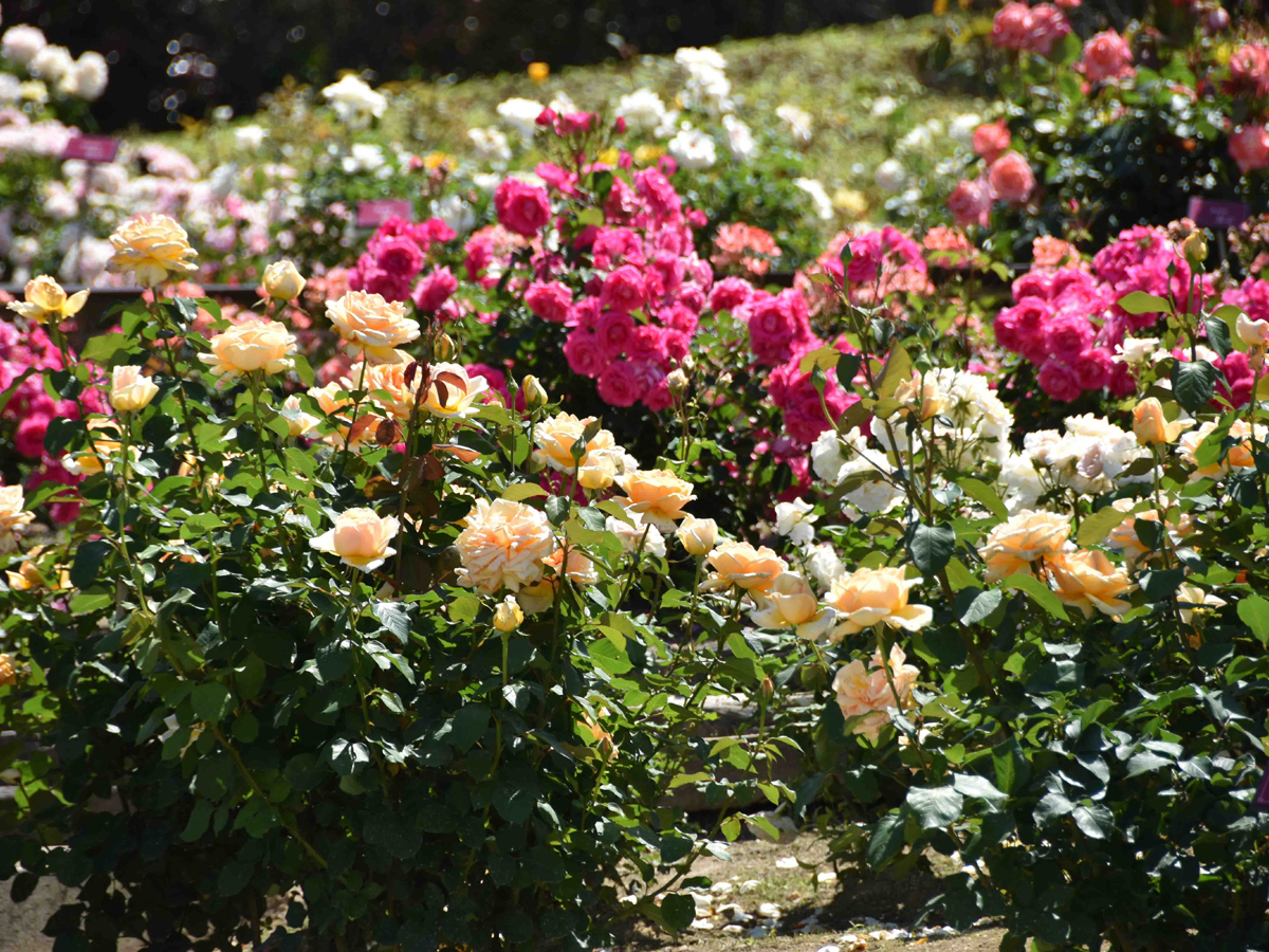 小牧市総合公園市民四季の森