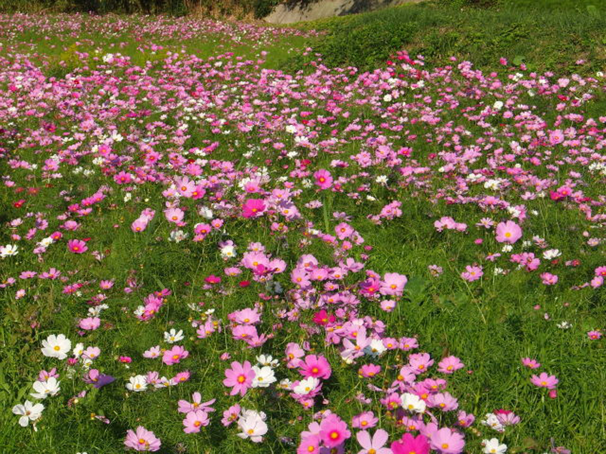 Minami Chita Cosmos Highway