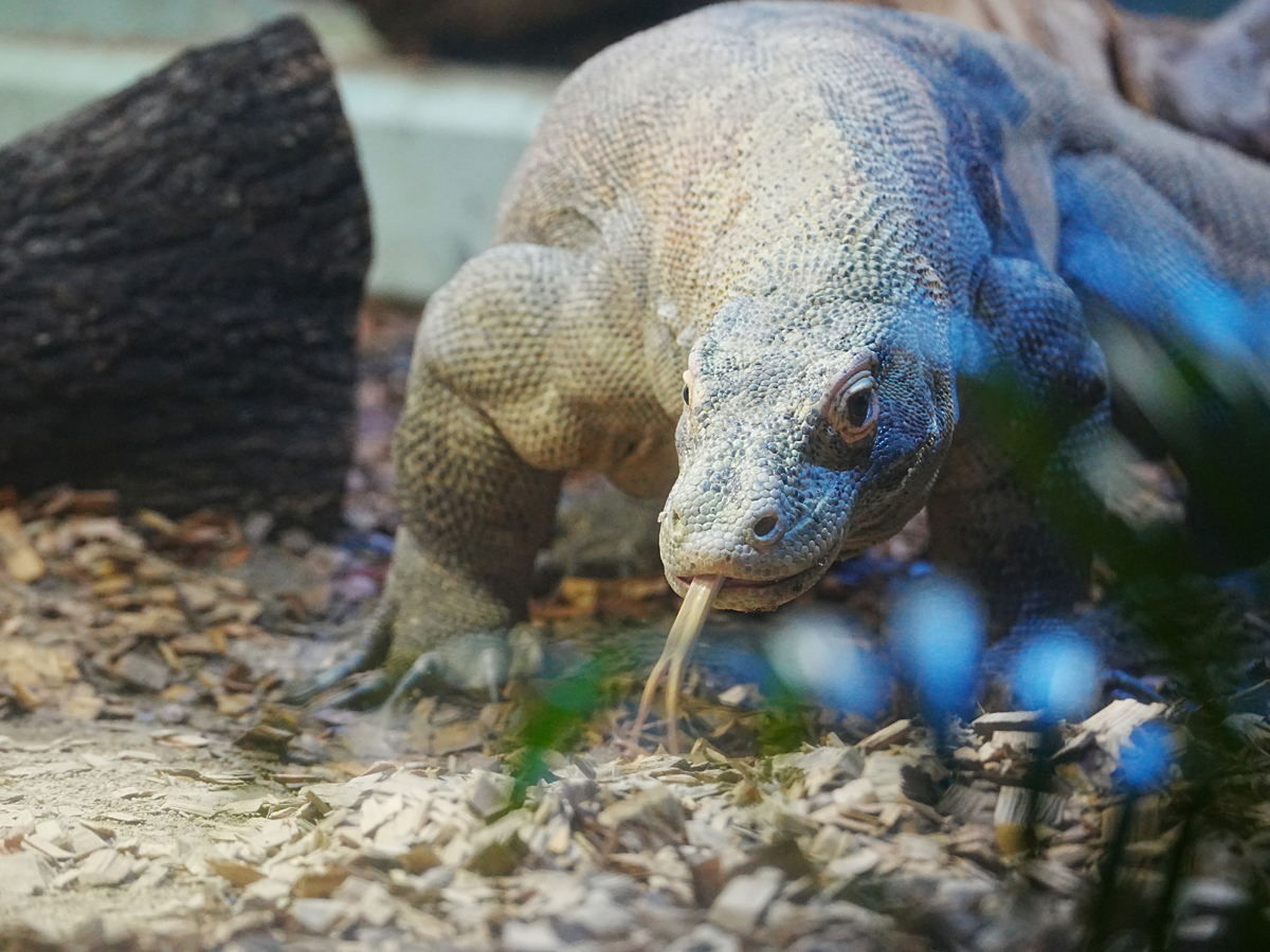 第75回 東山動植物園春まつり