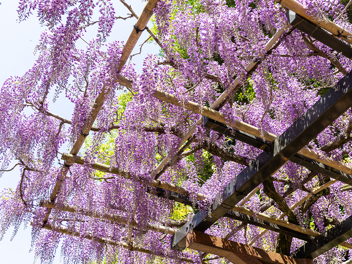 豊田市 ふじまつり ふじの回廊