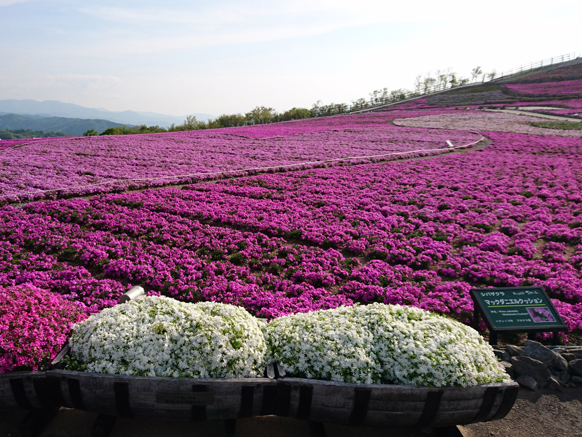芝櫻節（茶臼山高原）
