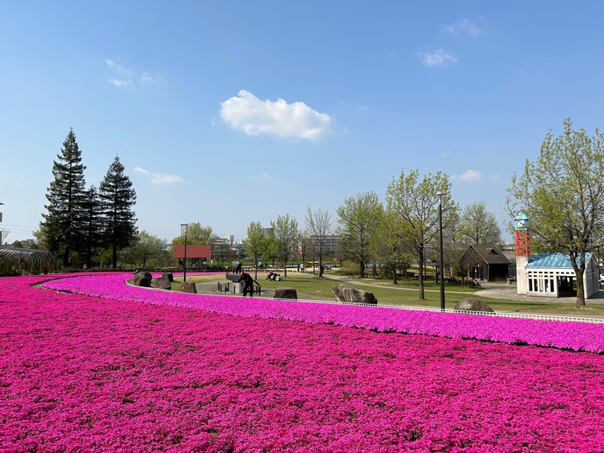 ミササガパーク（猿渡公園）芝桜