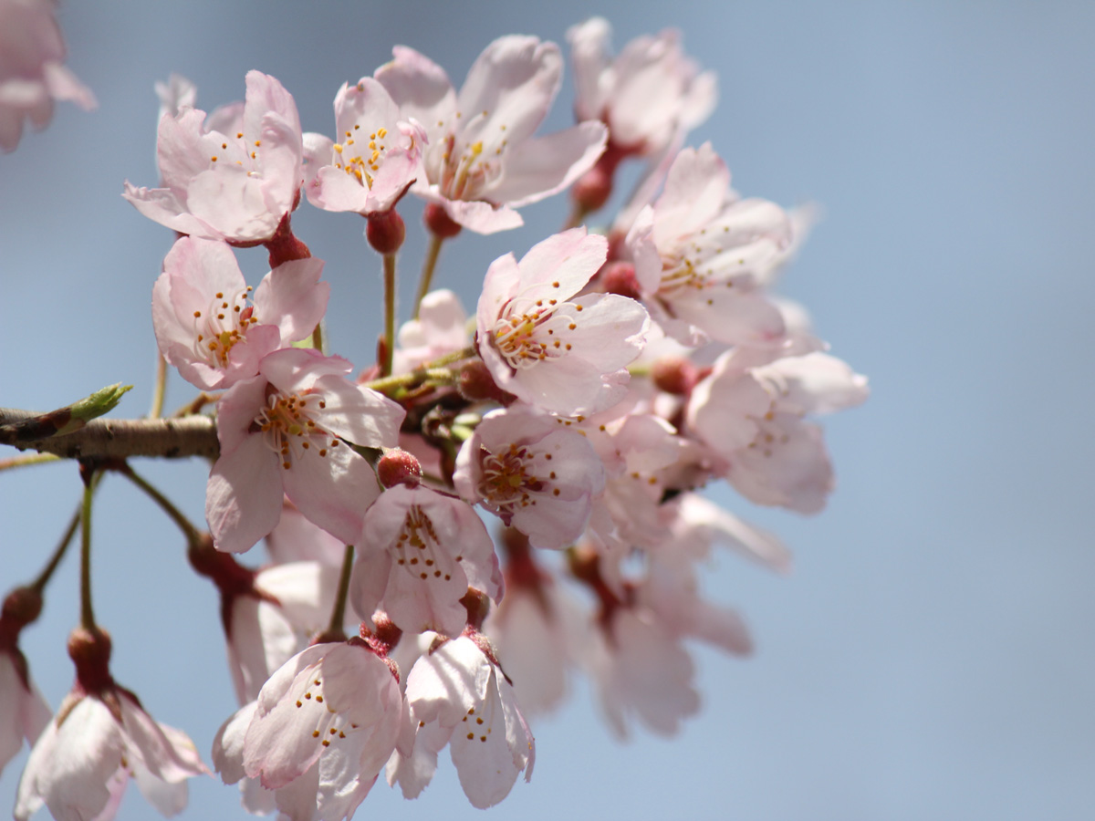 神田のエドヒガンザクラ