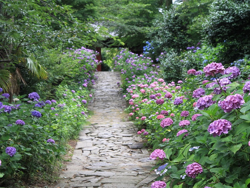 本光寺紫陽花節