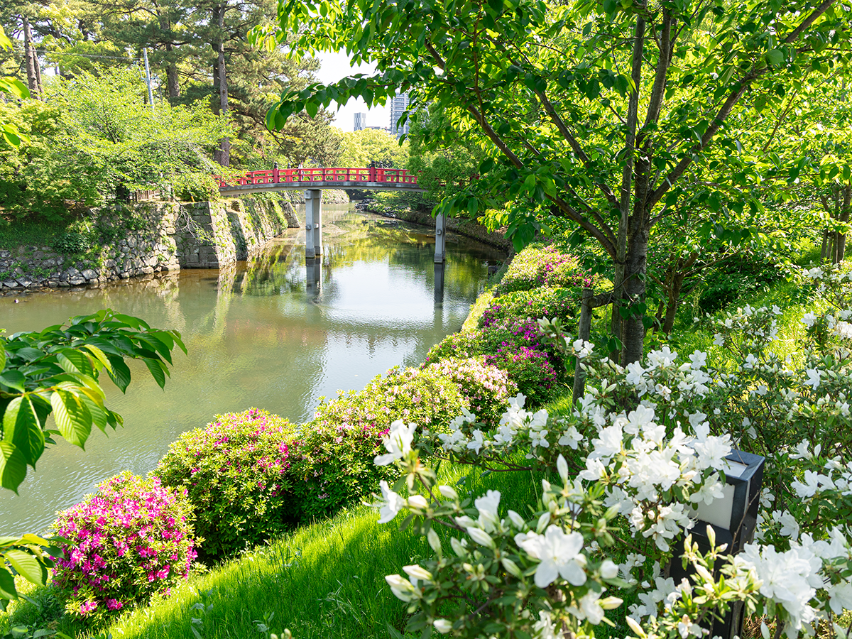岡崎公園のつつじ
