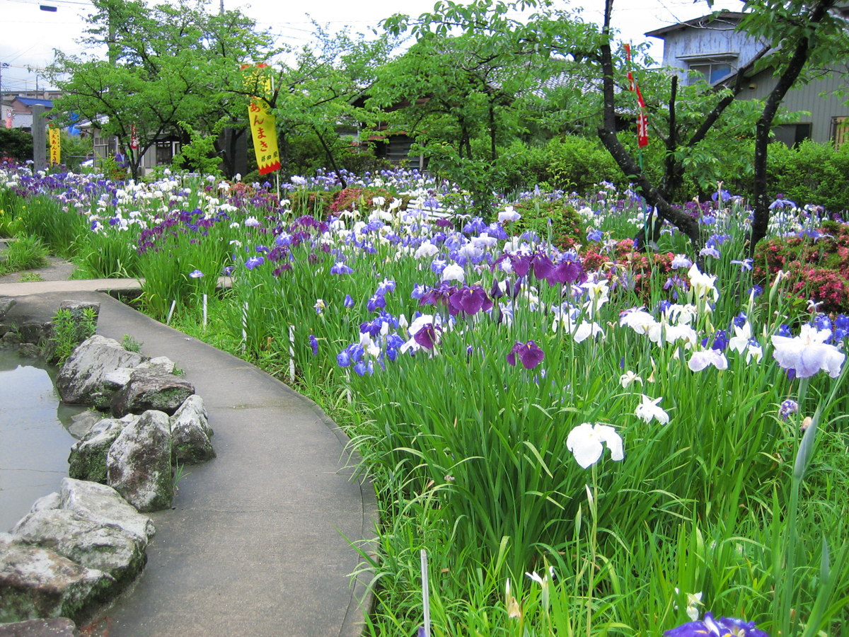 知立公園花しょうぶまつり