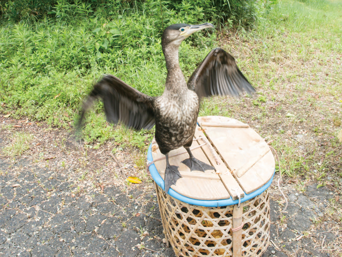 木曾川鸕鶿捕魚