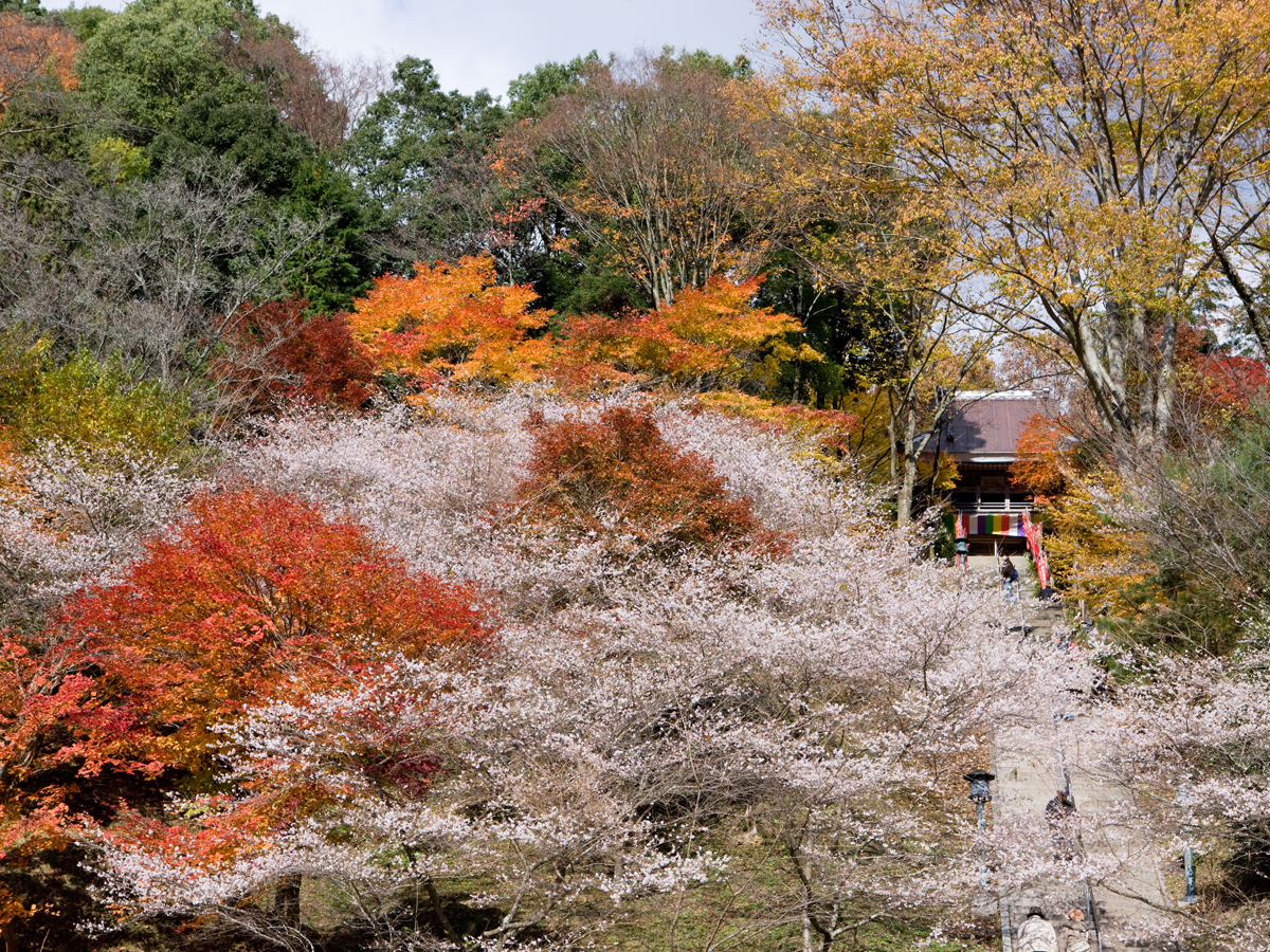 川見藥師寺