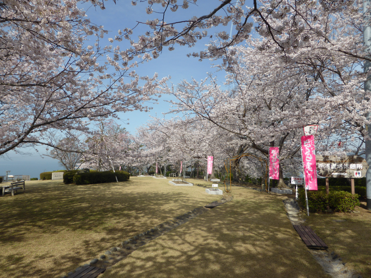 西浦温泉　さくら祭り